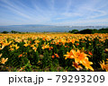 ユリの花畑 79293209