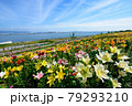 ユリの花畑 79293210