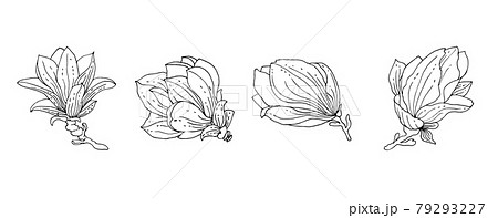 Magnolia flowers outline. Monochrome drawing with black lines. Vector set of contour lines. Vector elements isolated on white background. Magnolia flowers outline. Monochrome drawing with black lines. Vector set of contour lines. Vector elements isolated on white background. 79293227