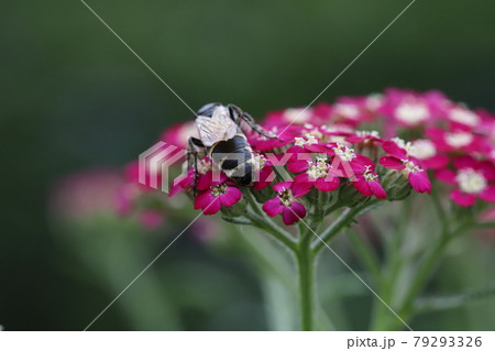 初夏の公園に咲くノコギリソウの蜜を吸うハラナガツチバチ 初夏の公園に咲くノコギリソウの蜜を吸うハラナガツチバチ 79293326
