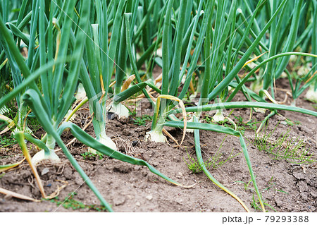 玉葱畑　農産物　北海道 79293388