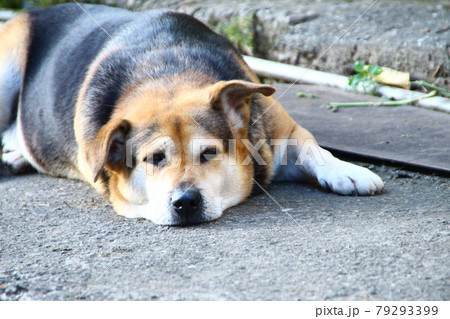 子犬 仔犬 こいぬ 79293399