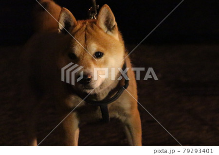 犬 狗 わんこ 79293401