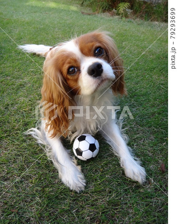 芝生の上で可愛いポーズのキャバリアキングチャールズスパニエルの写真素材