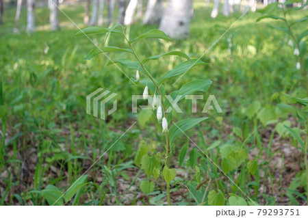 山梨県笛吹市芦川町のスズラン群生地に生えた大きな日本スズラン 山梨県笛吹市芦川町のスズラン群生地に生えた大きな日本スズラン 79293751