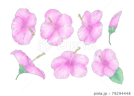 水彩風のピンクのハイビスカスのイラストセット 79294448