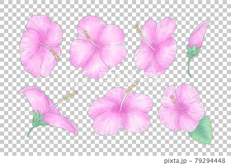Watercolor pink hibiscus illustration set Watercolor pink hibiscus illustration set 79294448