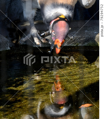トキイロコンドルの、水を飲む時に、水に映る顔、水鏡 トキイロコンドルの、水を飲む時に、水に映る顔、水鏡 79294752