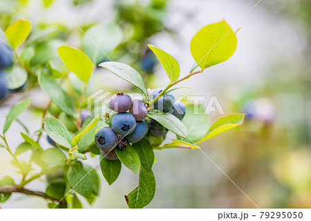 もうすぐ食べ頃 ブルーベリーの写真素材