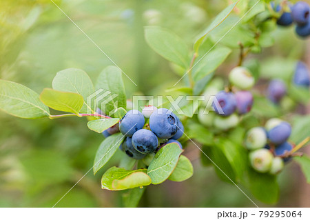もうすぐ食べ頃、ブルーベリー 79295064