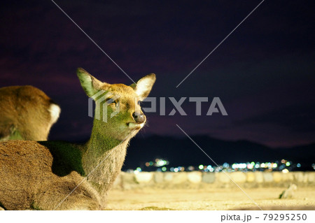 広島 宮島の鹿 夜の写真素材