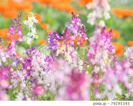 白間津のお花畑の写真素材