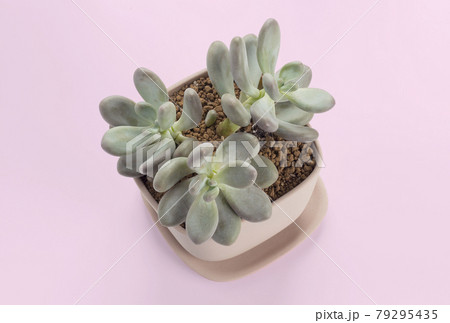 succulent plant cactus pots succulent plant cactus pots 79295435