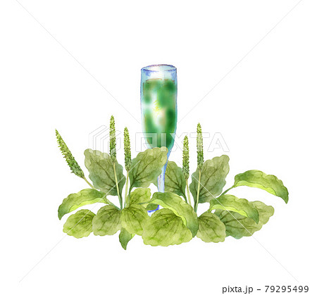 オオバコとジュースの水彩イラスト オオバコとジュースの水彩イラスト 79295499