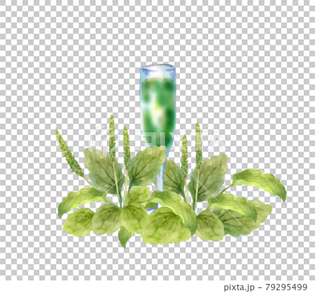 オオバコとジュースの水彩イラスト オオバコとジュースの水彩イラスト 79295499
