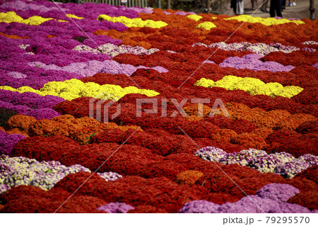 秋の花　カラフルなガーデンマム畑 79295570