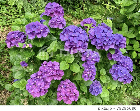 紫陽花(愛知県西尾市西幡豆町) 紫陽花(愛知県西尾市西幡豆町) 79295680