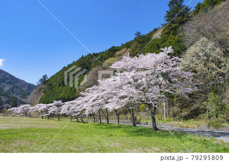 【山梨県道志村】道志みちの桜並木 【山梨県道志村】道志みちの桜並木 79295809