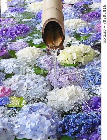 鎌倉鶴岡八幡宮のアジサイ花手水の写真素材