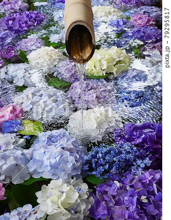 鎌倉鶴岡八幡宮のアジサイ花手水の写真素材