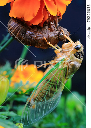 セミの羽化 79296058