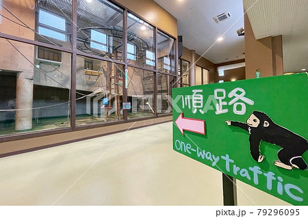 【北海道旭川市】旭山動物園のチンパンジー 79296095