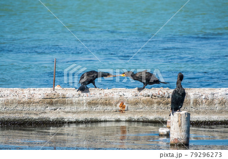 Two cormorants are pulling a stick. Two cormorants are playing on the dock. 79296273