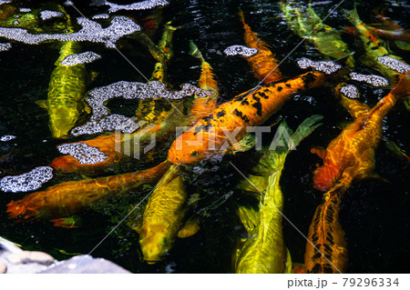 Koi Pond. Beautiful multicolored koi fish swimming in the pond. Clean water, stones, beautiful reflections, and fancy fish Koi Pond. Beautiful multicolored koi fish swimming in the pond. Clean water, stones, beautiful reflections, and fancy fish 79296334