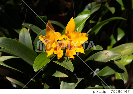 Closeup shot of beautiful Dendrobium orchids growing in a garden	 79296447