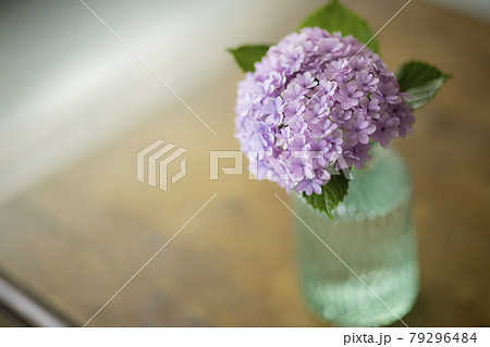 紫陽花　 79296484