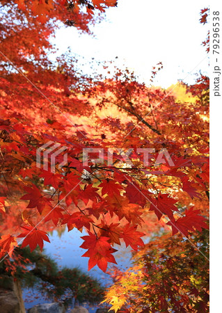 広島 秋の三景園 広島 秋の三景園 79296538