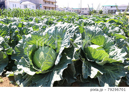 キャベツ畑 練馬の畑 キャベツ 豊作のキャベツ キャベツ畑 練馬の畑 キャベツ 豊作のキャベツ 79296701