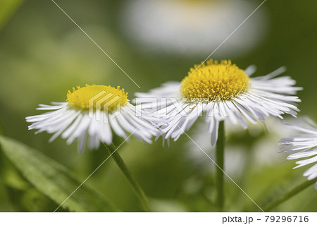 ヒメジョオン 79296716