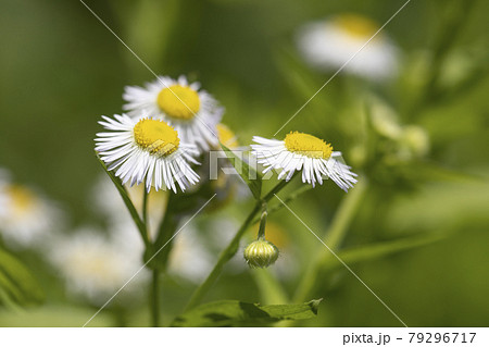 ヒメジョオン ヒメジョオン 79296717