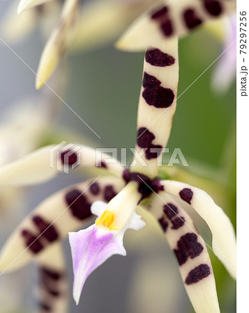 洋ラン　エピデンドルム・プリスマトカルプム 79297256