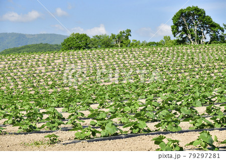 夏の北海道厚沢部町でつるを伸ばし始めたカボチャ畑の風景を撮影 夏の北海道厚沢部町でつるを伸ばし始めたカボチャ畑の風景を撮影 79297281