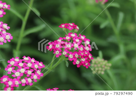 初夏の公園に咲くノコギリソウのピンク色の花 79297490