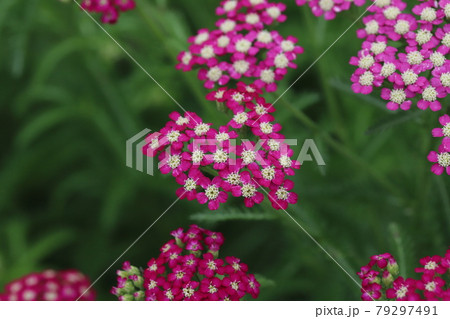 初夏の公園に咲くノコギリソウのピンク色の花の写真素材