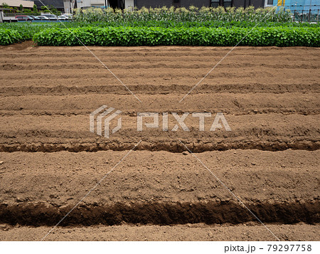住宅街の中の農地 79297758