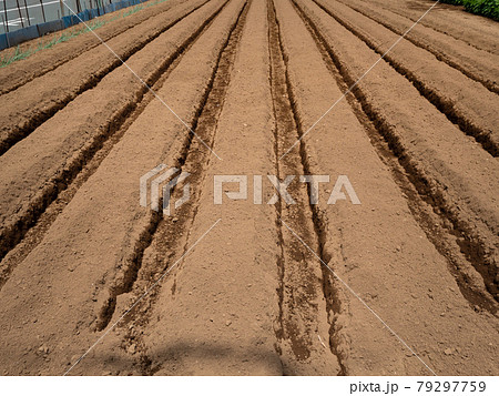 住宅街の中の農地 79297759