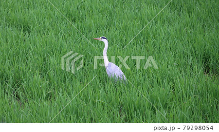 A wonderful view of a crane on the Dullegil of Wangsong Lake A wonderful view of a crane on the Dullegil of Wangsong Lake 79298054