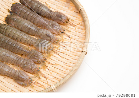 新鮮なシャコ 蝦蛄 コピースペース 新鮮なシャコ 蝦蛄 コピースペース 79298081