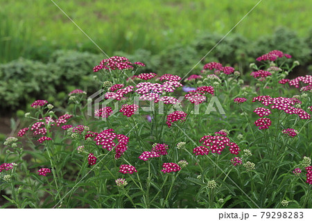 初夏の公園に咲くノコギリソウのピンク色の花 79298283