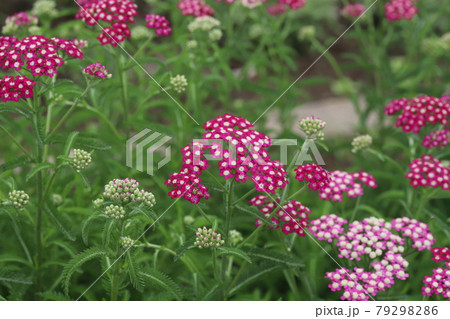 初夏の公園に咲くノコギリソウのピンク色の花の写真素材