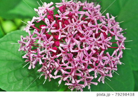 ピンク色のボタンクサギの花 ピンク色のボタンクサギの花 79298438