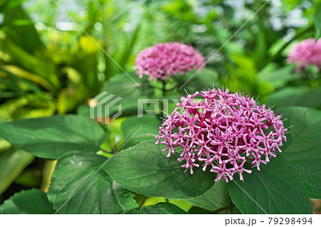 ピンクのボタンクサギの花 79298494