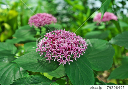 ピンクのボタンクサギの花 79298495