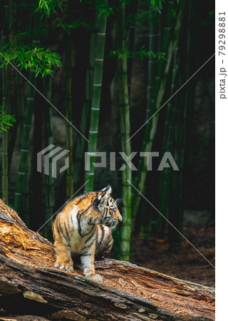 竹と虎 79298881