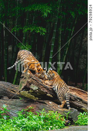 竹と虎 竹と虎 79298914