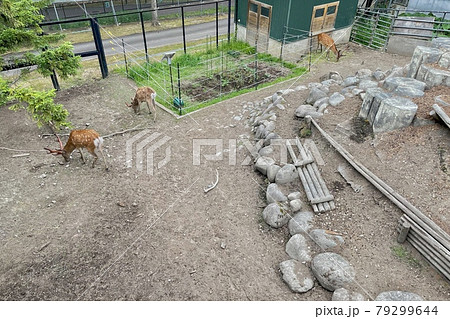 【北海道旭川市】旭山動物園・エゾシカの森 【北海道旭川市】旭山動物園・エゾシカの森 79299644